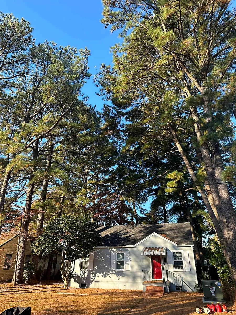 Before: tall pines crowding over the house