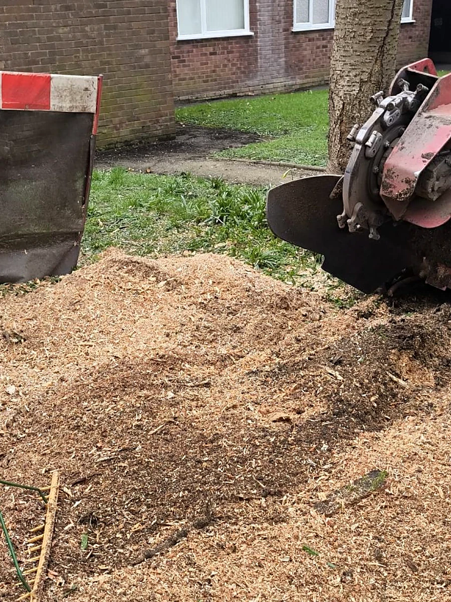 After: the stump ground out and the ground raked level with mulch